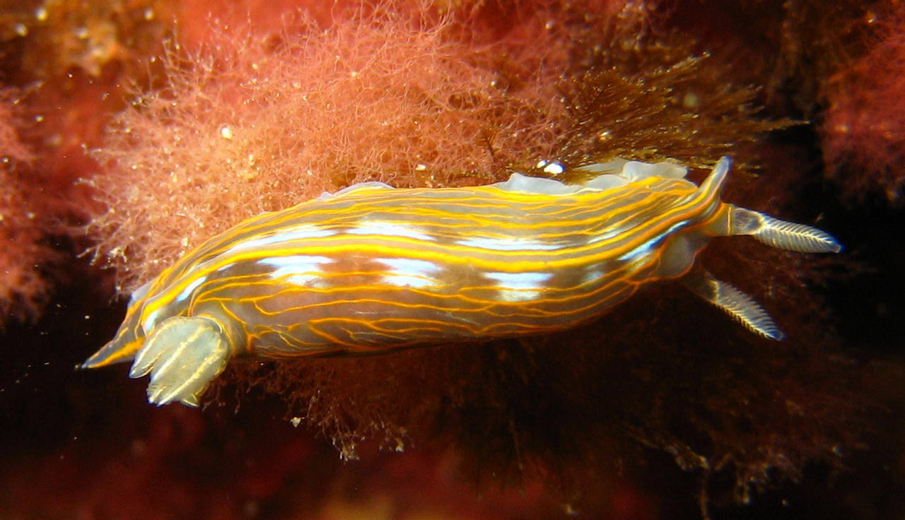 Hypselodoris villafranca